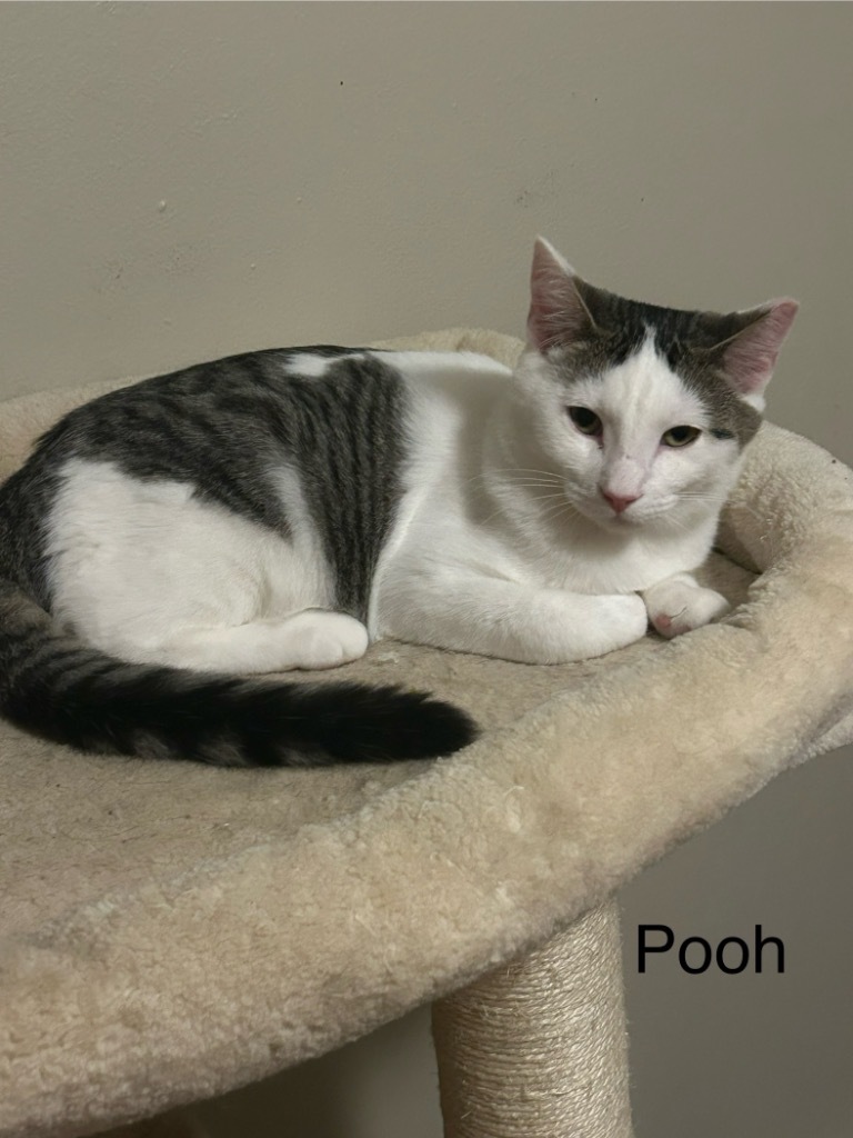 Pooh, an adoptable Domestic Short Hair in Cloquet, MN, 55720 | Photo Image 1