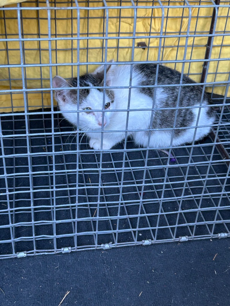 Pooh, an adoptable Domestic Short Hair in Cloquet, MN, 55720 | Photo Image 2