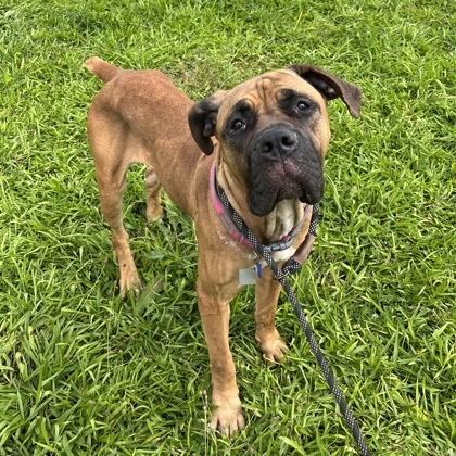 Honey, an adoptable Boerboel, Mixed Breed in Quakertown, PA, 18951 | Photo Image 1