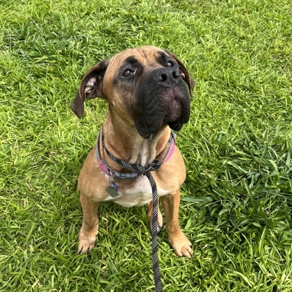 Honey, an adoptable Boerboel, Mixed Breed in Quakertown, PA, 18951 | Photo Image 2