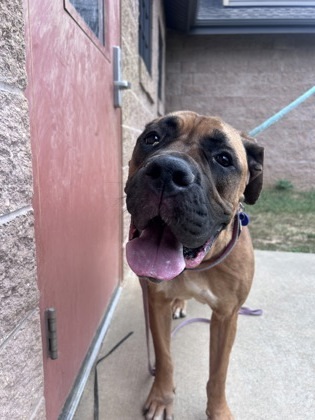 Honey, an adoptable Boerboel, Mixed Breed in Quakertown, PA, 18951 | Photo Image 3