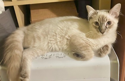 Gruff, an adoptable Ragdoll, Domestic Short Hair in Encinitas, CA, 92023 | Photo Image 1
