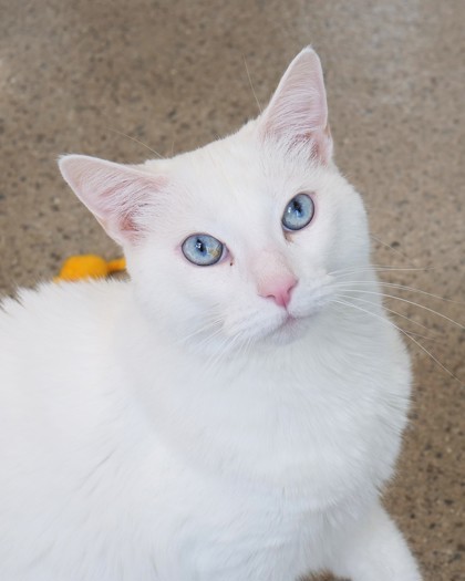 Molly Jane (Bonded to Maggie)