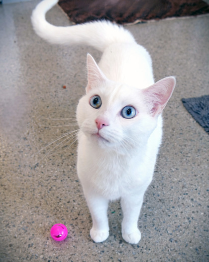 Molly Jane (Bonded to Maggie)