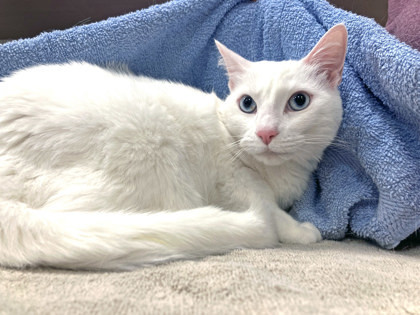 Molly Jane (Bonded to Maggie)