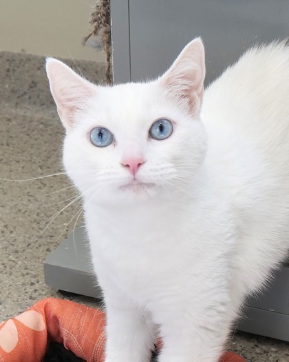 Maggie (Bonded to Molly Jane)