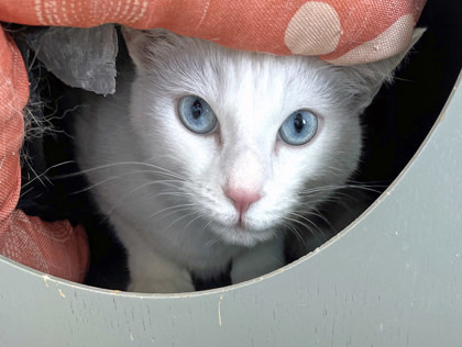 Maggie (Bonded to Molly Jane)