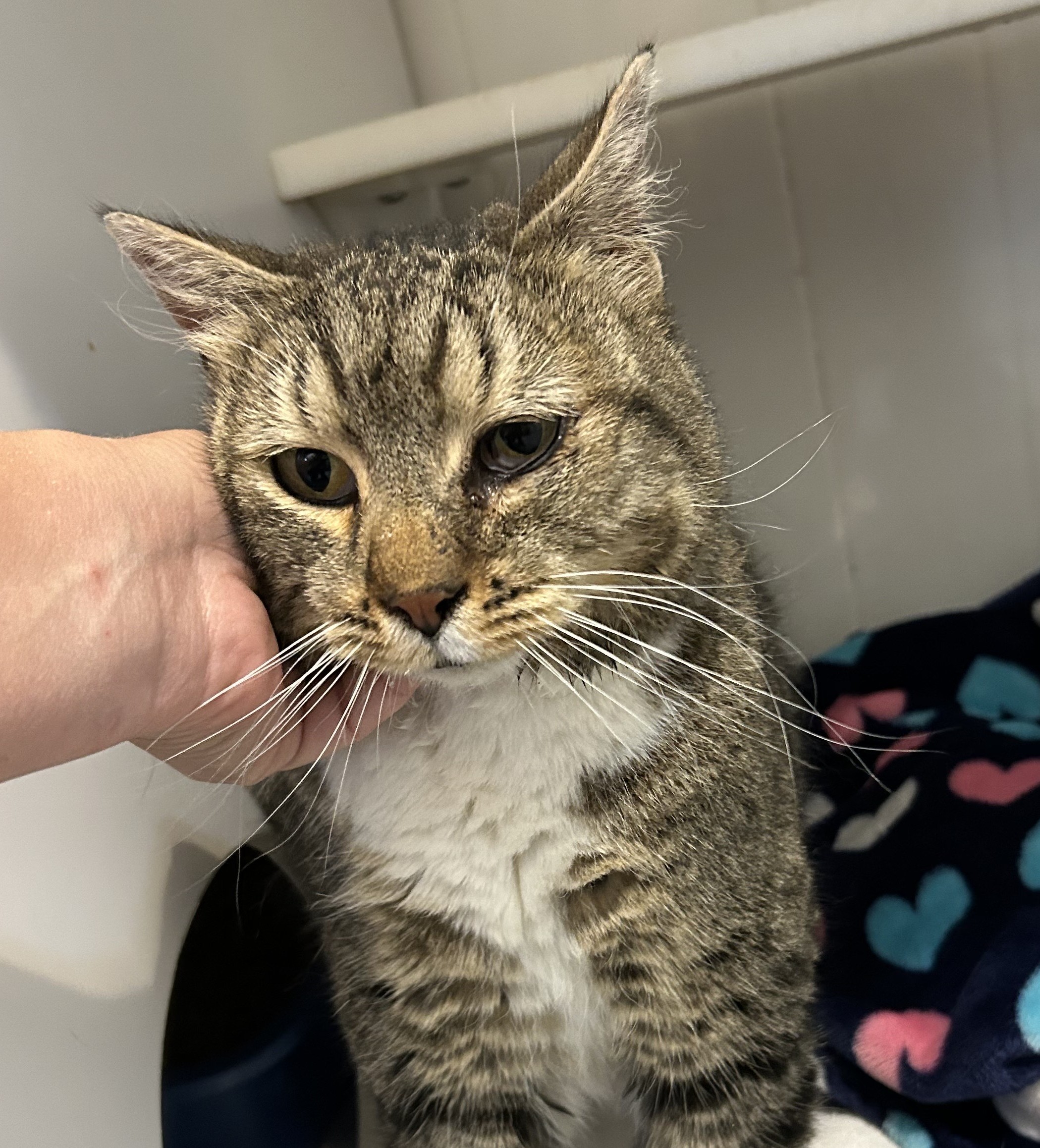 Squeaky, an adoptable Domestic Medium Hair in Dillon, MT, 59725 | Photo Image 1