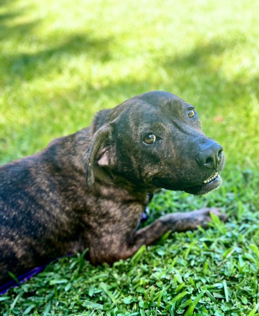 Dixie