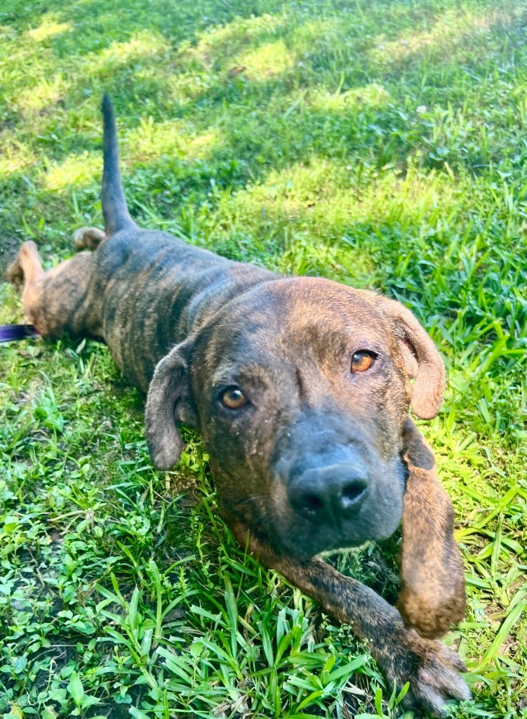 Dixie