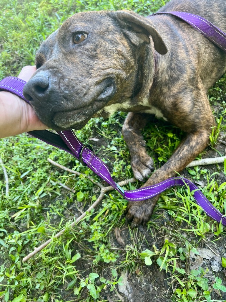 Dixie