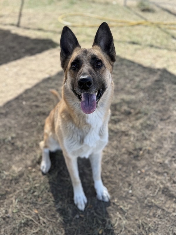 Dixie Lynn, an adoptable Mixed Breed in Great Falls, MT, 59405 | Photo Image 1