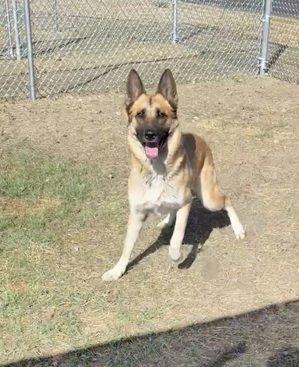 Dixie Lynn, an adoptable Mixed Breed in Great Falls, MT, 59405 | Photo Image 2