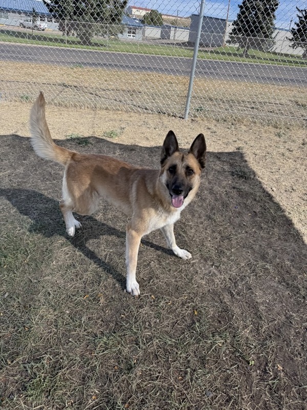 Dixie Lynn, an adoptable Mixed Breed in Great Falls, MT, 59405 | Photo Image 3