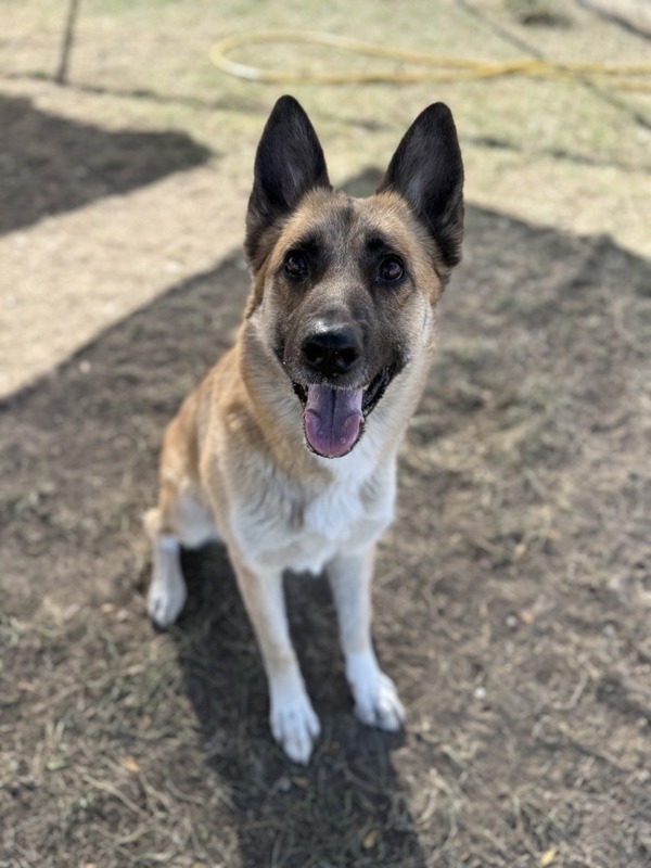 Dixie Lynn, an adoptable Mixed Breed in Great Falls, MT, 59405 | Photo Image 4