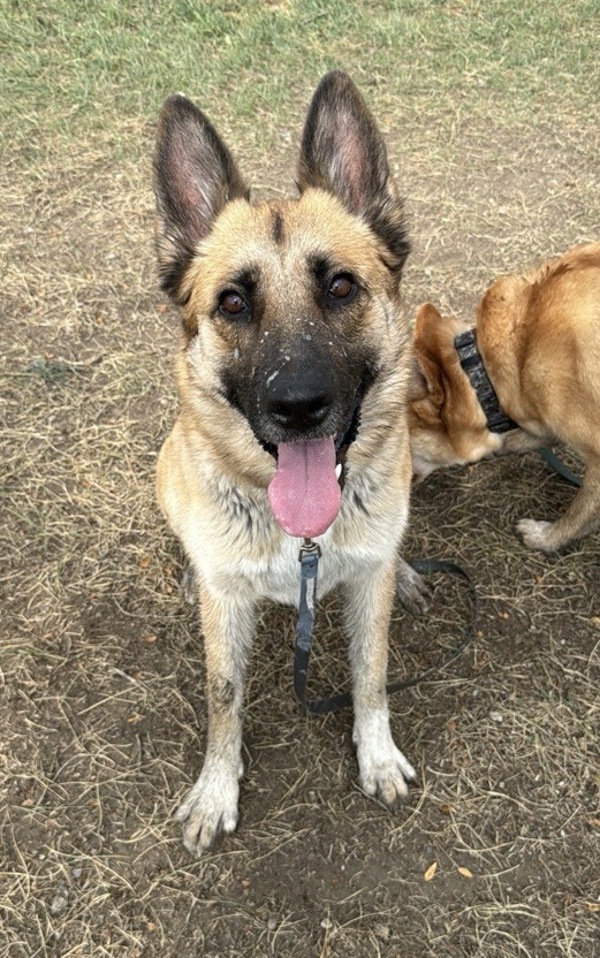 Dixie Lynn, an adoptable Mixed Breed in Great Falls, MT, 59405 | Photo Image 5