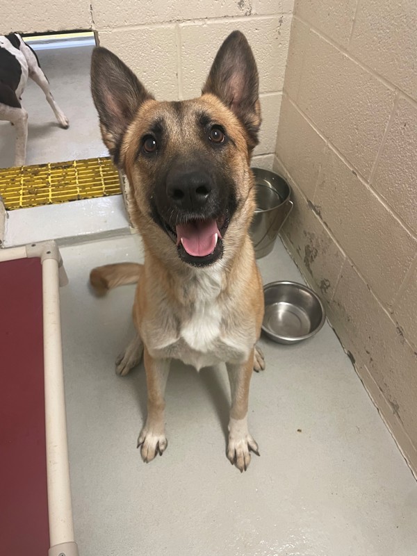 Dixie Lynn, an adoptable Mixed Breed in Great Falls, MT, 59405 | Photo Image 6