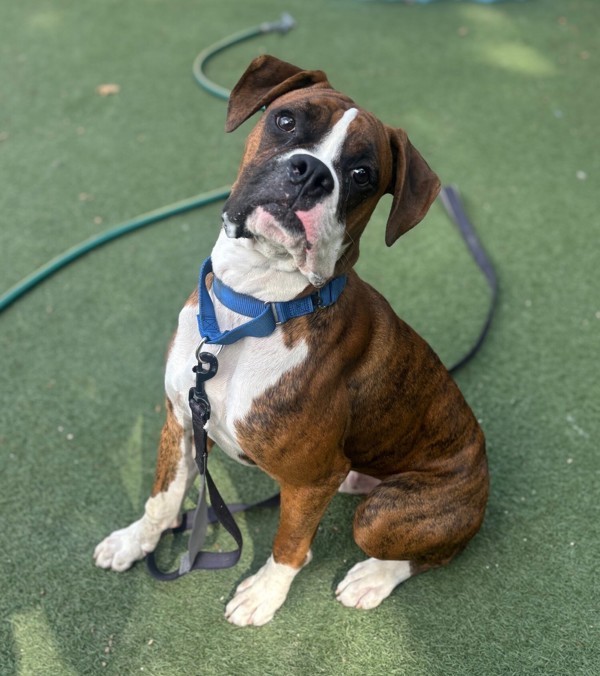 Tyson