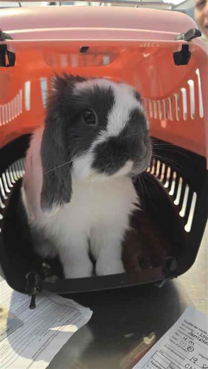Bunno