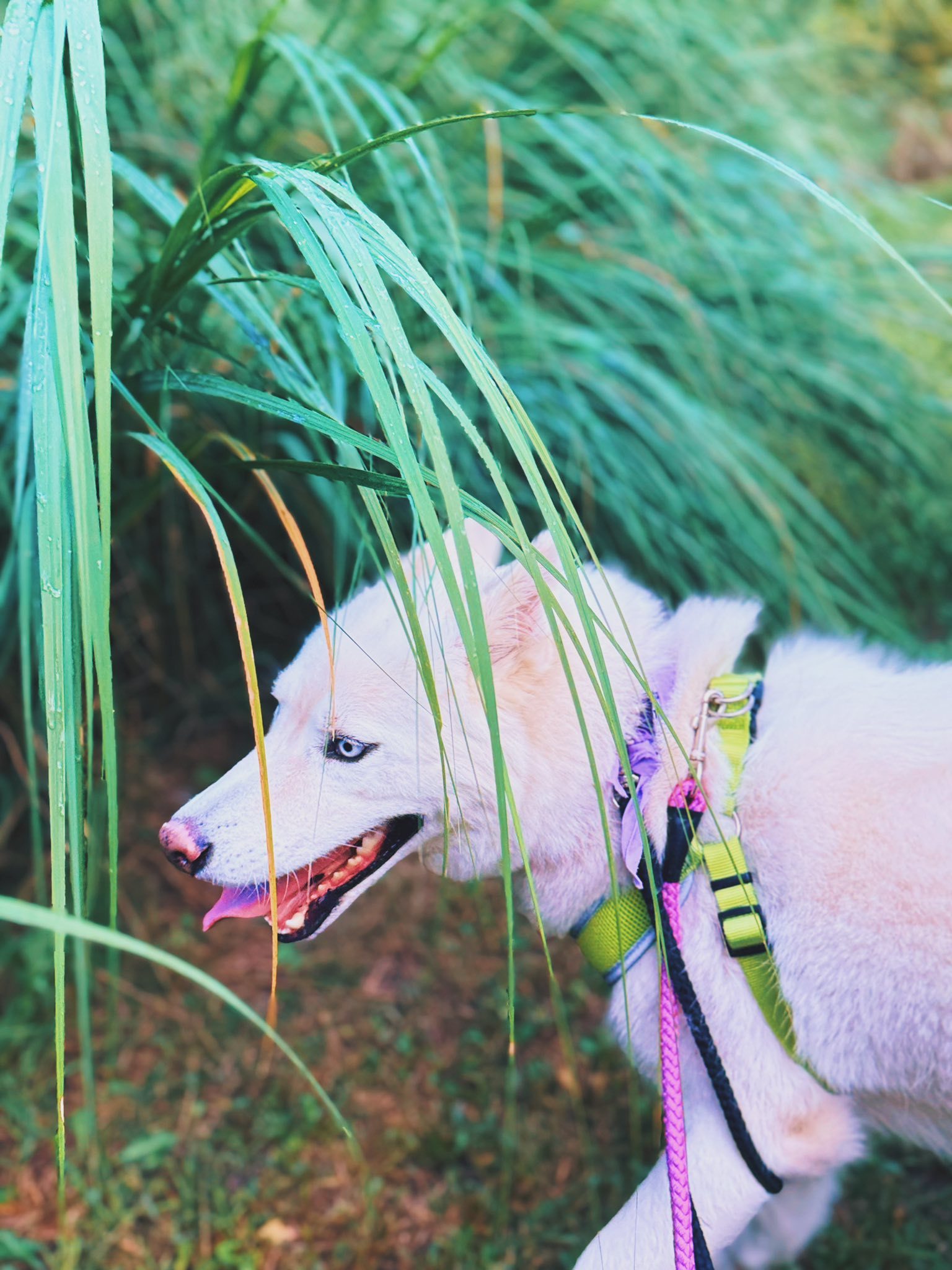 Bear, an adoptable Siberian Husky in Hays, KS, 67601 | Photo Image 1