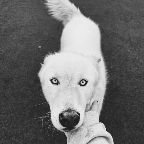 Bear, an adoptable Siberian Husky in Hays, KS, 67601 | Photo Image 2