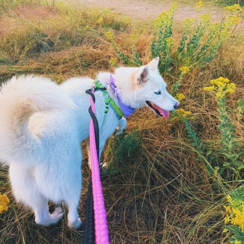 Bear, an adoptable Siberian Husky in Hays, KS, 67601 | Photo Image 3