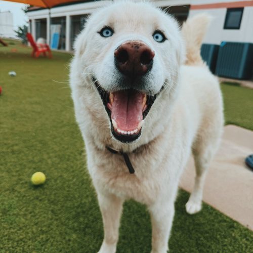 Bear, an adoptable Siberian Husky in Hays, KS, 67601 | Photo Image 4