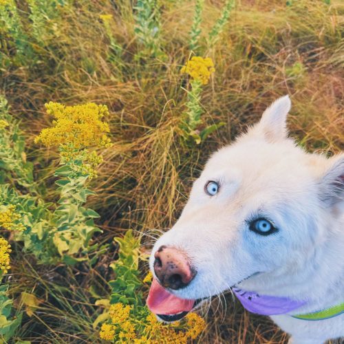 Bear, an adoptable Siberian Husky in Hays, KS, 67601 | Photo Image 5