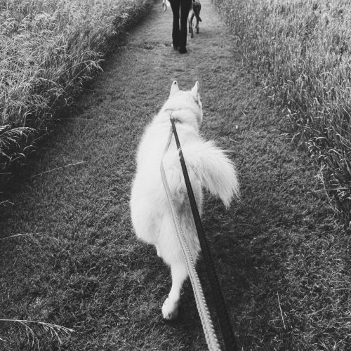 Bear, an adoptable Siberian Husky in Hays, KS, 67601 | Photo Image 6