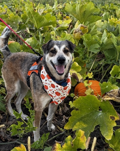 Elfie, an adoptable Mixed Breed in Walla Walla, WA, 99362 | Photo Image 2