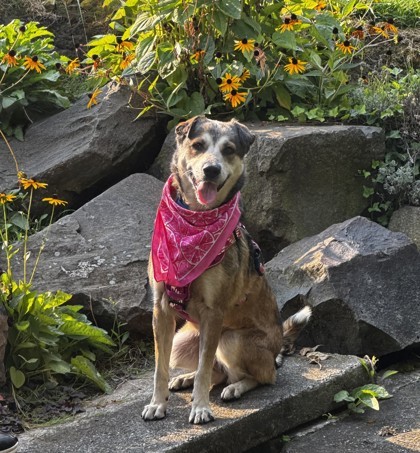 Elfie, an adoptable Mixed Breed in Walla Walla, WA, 99362 | Photo Image 3