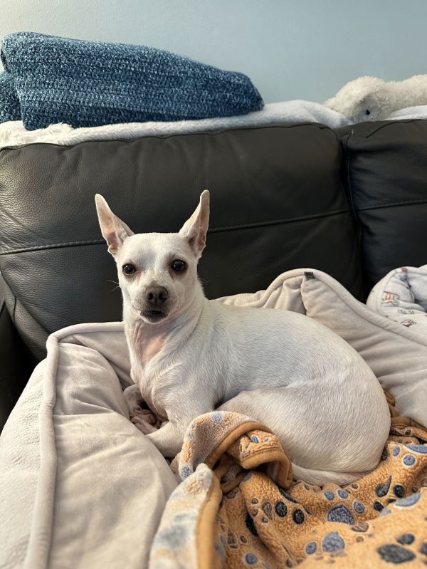 Blue Bird thumbnail 2