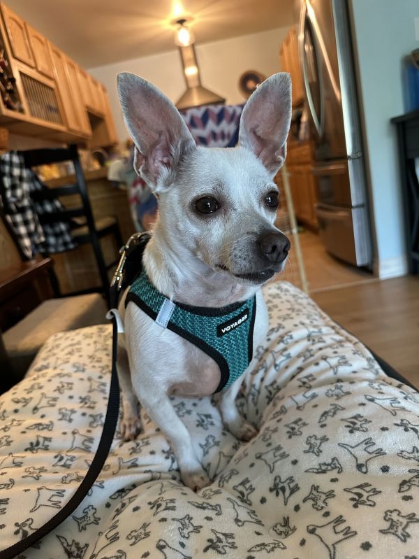 Blue Bird thumbnail 3