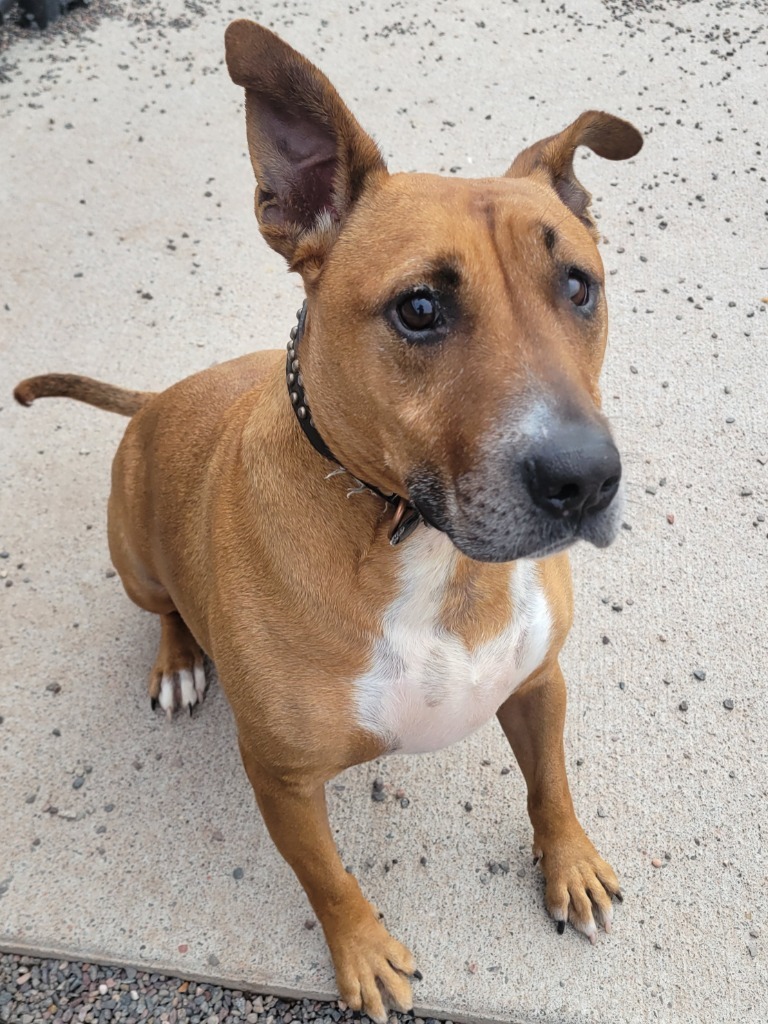 Ghost, an adoptable Bull Terrier in Superior, WI, 54880 | Photo Image 1