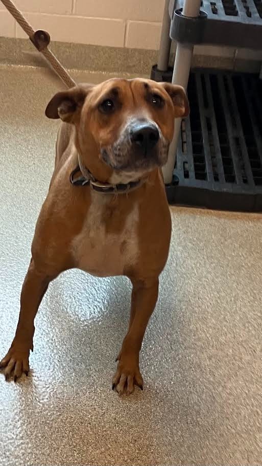 Ghost, an adoptable Bull Terrier in Superior, WI, 54880 | Photo Image 2