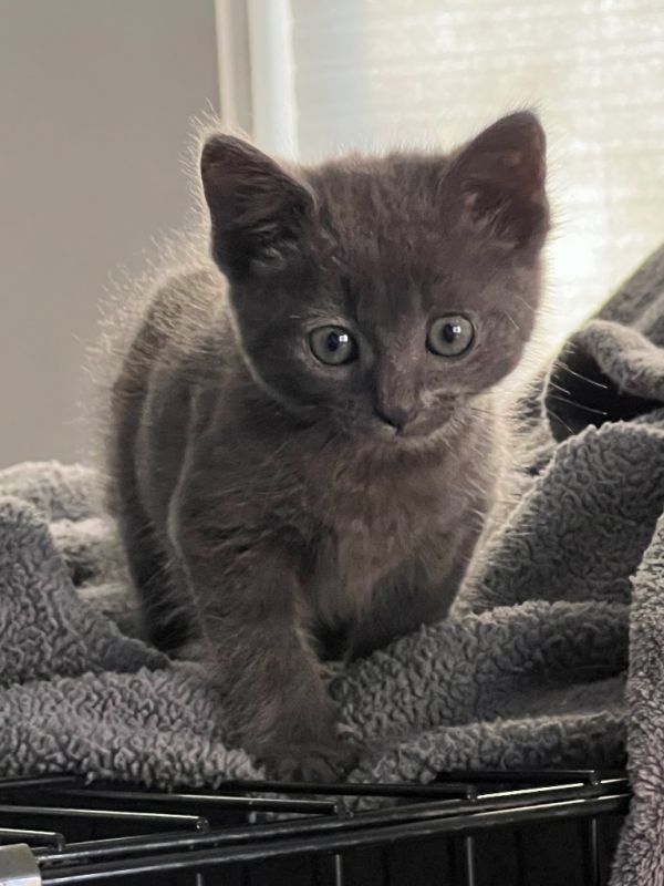 Nermal