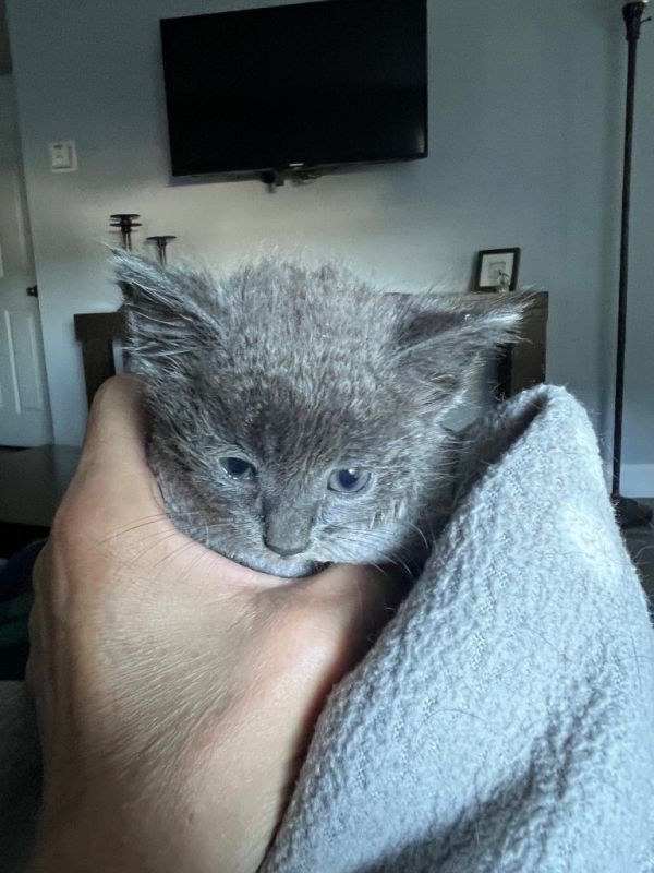 Nermal thumbnail 2