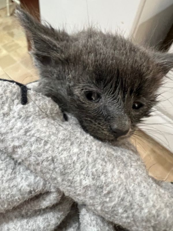 Nermal thumbnail 3