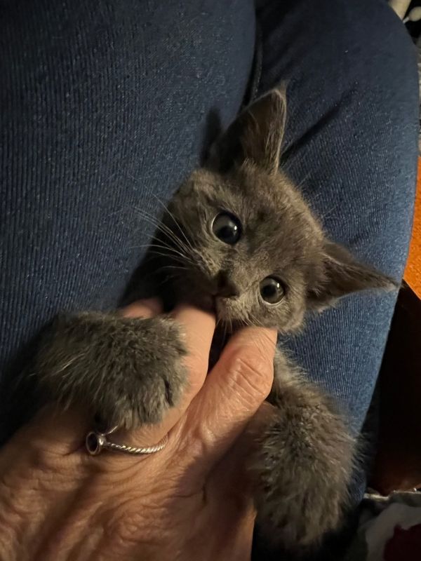 Nermal thumbnail 4