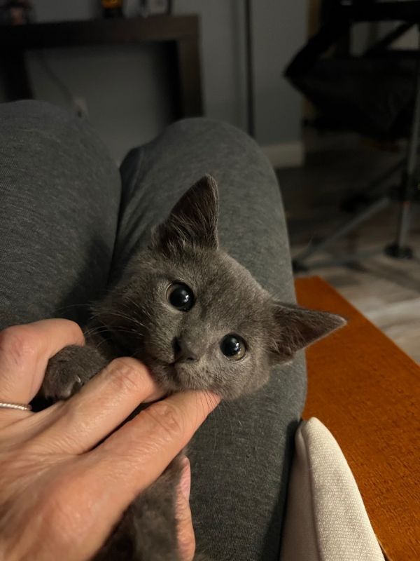 Nermal thumbnail 5