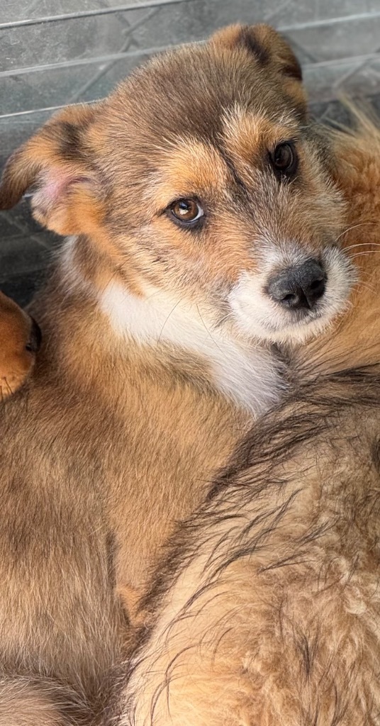 Labella