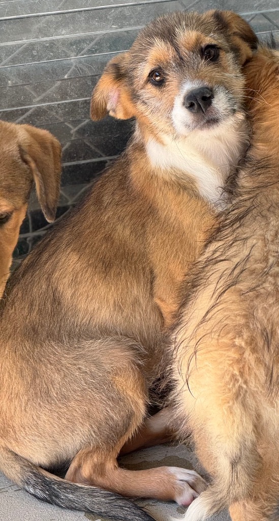 Labella