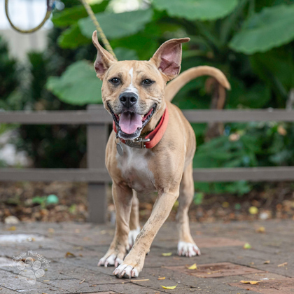 Nala, an adoptable Terrier, Mixed Breed in Honolulu, HI, 96826 | Photo Image 1