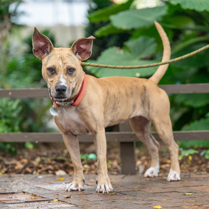 Nala, an adoptable Terrier, Mixed Breed in Honolulu, HI, 96826 | Photo Image 2