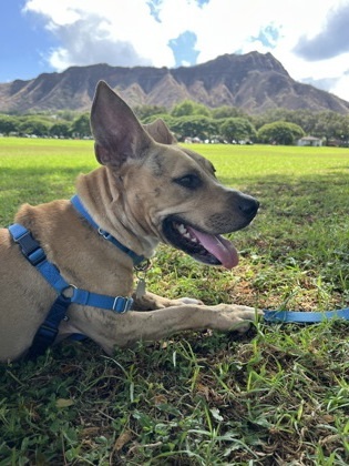 Nala, an adoptable Terrier, Mixed Breed in Honolulu, HI, 96826 | Photo Image 3