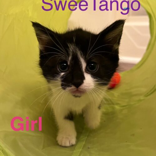 SweeTango
