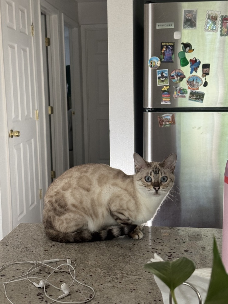 Karat, an adoptable Bengal in Fort collins, CO, 80526 | Photo Image 1