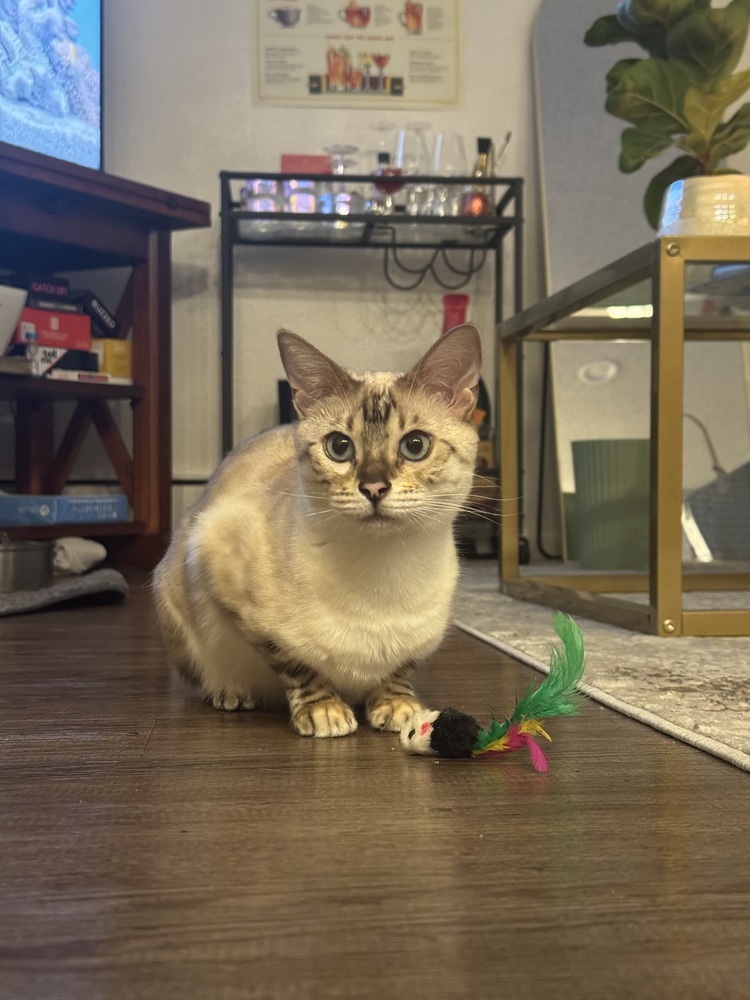 Karat, an adoptable Bengal in Fort collins, CO, 80526 | Photo Image 2