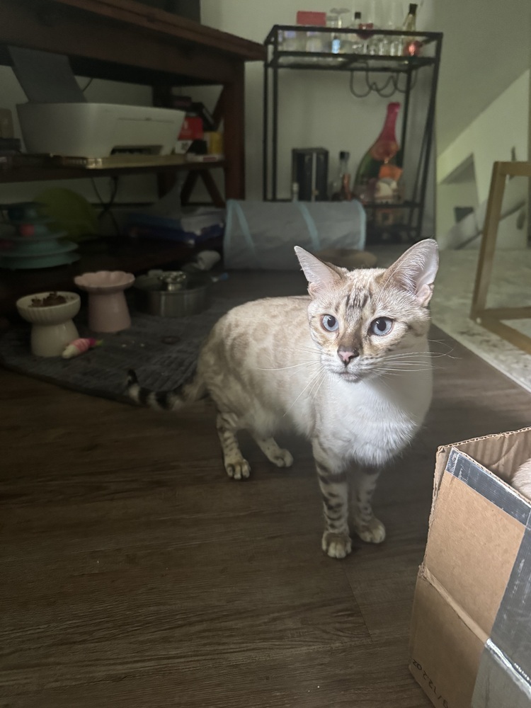 Karat, an adoptable Bengal in Fort collins, CO, 80526 | Photo Image 4