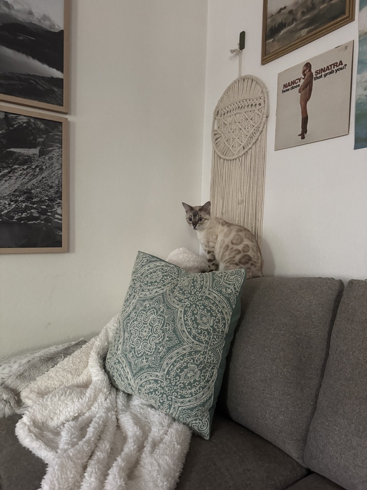 Karat, an adoptable Bengal in Fort collins, CO, 80526 | Photo Image 5